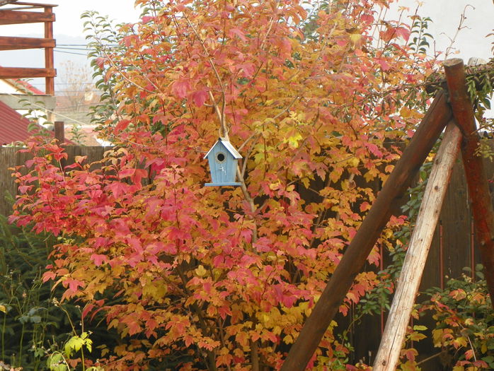 viburnum opulus roseum