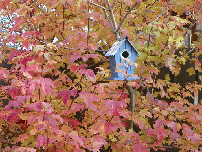 viburnum opulus roseum