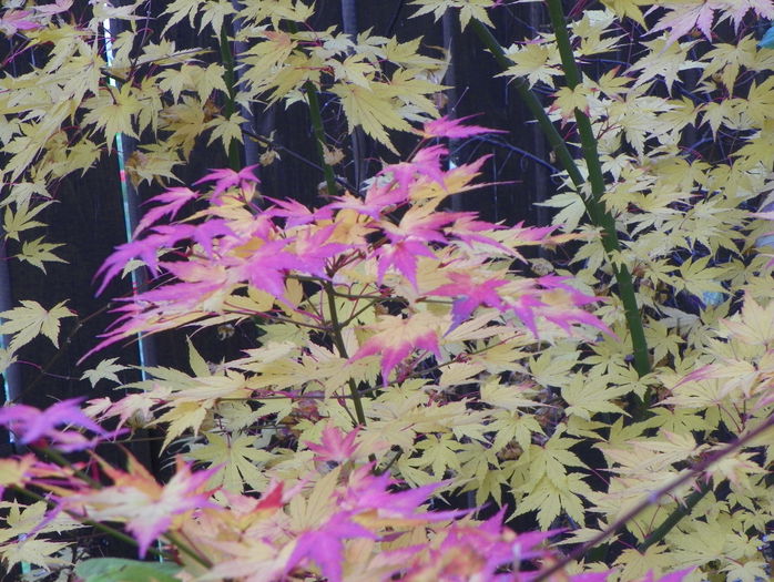 acer Orange Dream