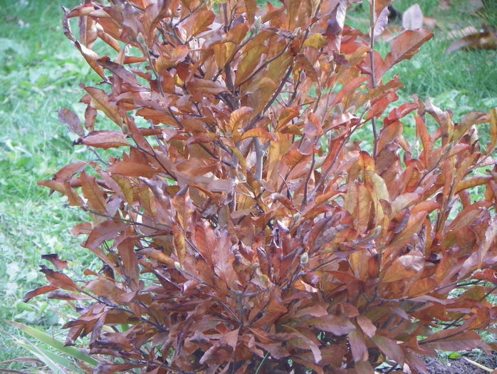 magnolia stellata - Copacei si arbusti 2015