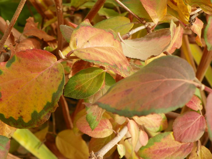 viburnum carlcephalum - Copacei si arbusti 2015