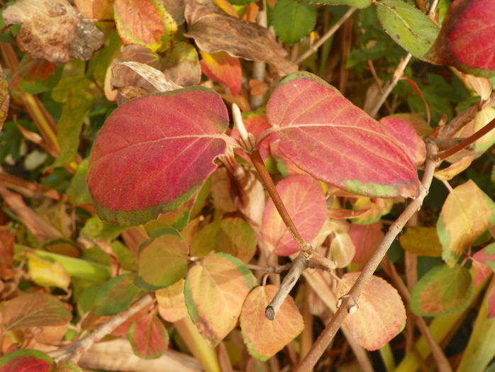 viburnum carlcephalum - Copacei si arbusti 2015