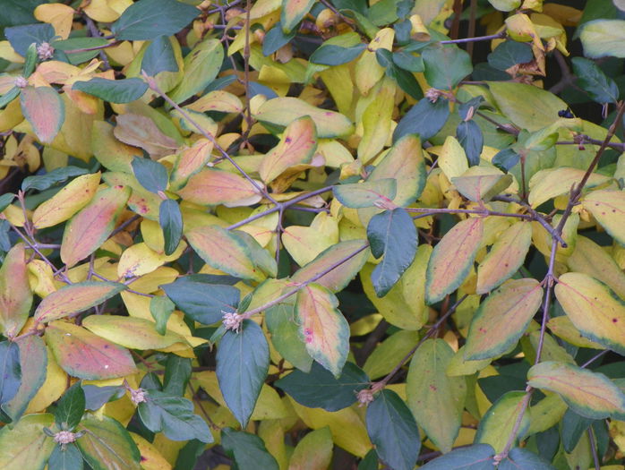 viburnum burkwoodii - Copacei si arbusti 2015