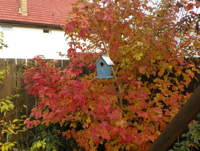viburnum opulus roseum