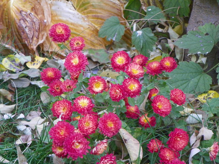 7 nov 036