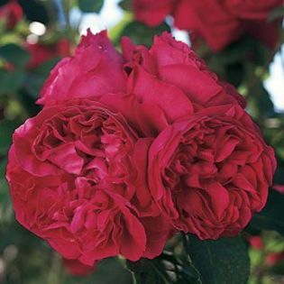 eric-tabarly-meilland 2 - Trandafiri nou sositi in gradina mea -Roses newcomers in my garden