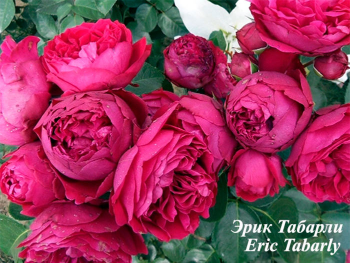 Erik Tabarly4 - Trandafiri nou sositi in gradina mea -Roses newcomers in my garden