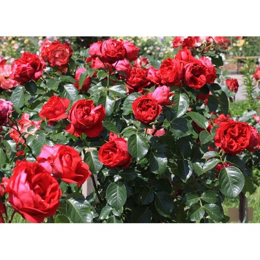 Erik Tabarly5 - Trandafiri nou sositi in gradina mea -Roses newcomers in my garden