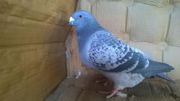 WP_20151109_14_37_49_Pro