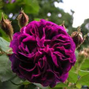 William Lobb 1 - Trandafiri nou sositi in gradina mea -Roses newcomers in my garden