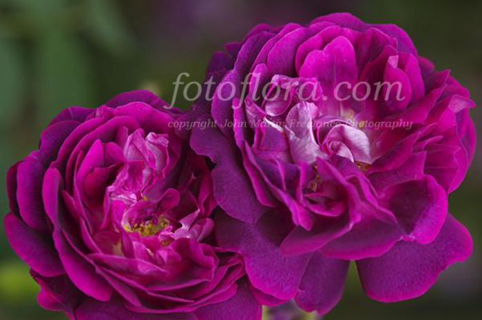 William Lobb 4 - Trandafiri nou sositi in gradina mea -Roses newcomers in my garden