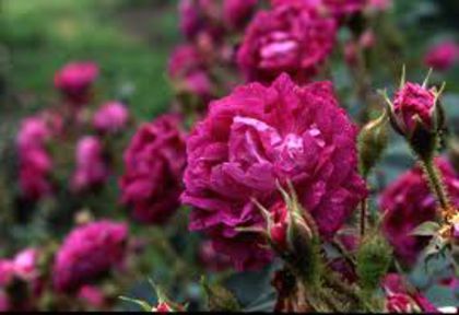 William Lobb 5 - Trandafiri nou sositi in gradina mea -Roses newcomers in my garden