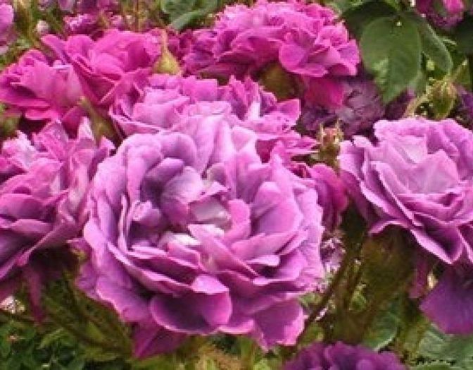 william-lobb6 - Trandafiri nou sositi in gradina mea -Roses newcomers in my garden