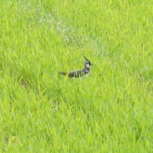 47631_52473fbe0feb14cb8063fb109f1f26ca_mdsq