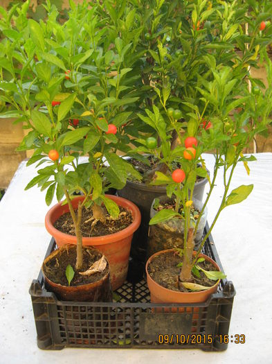 Picture 4764 - Solanum Pseudocapsicum
