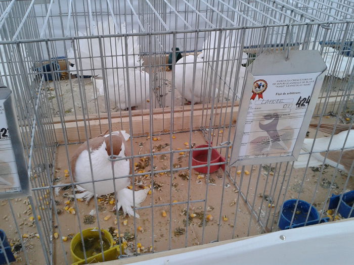 Fotografie0035(1) - 10---expozitie sannicolau mare 07 11 2015