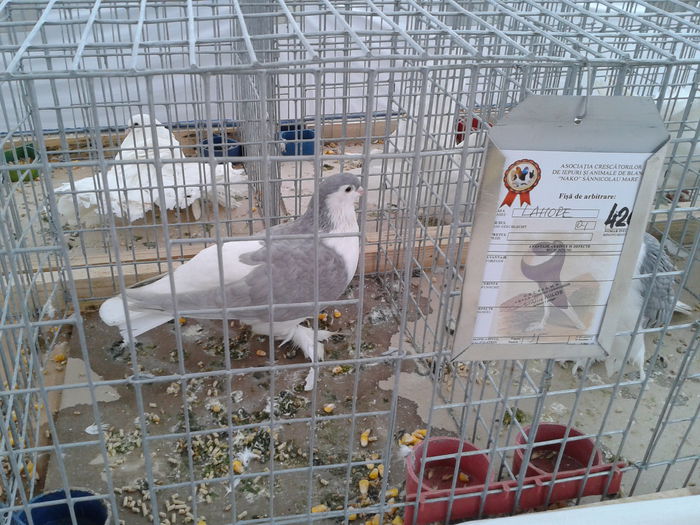 Fotografie0036(1) - 10---expozitie sannicolau mare 07 11 2015