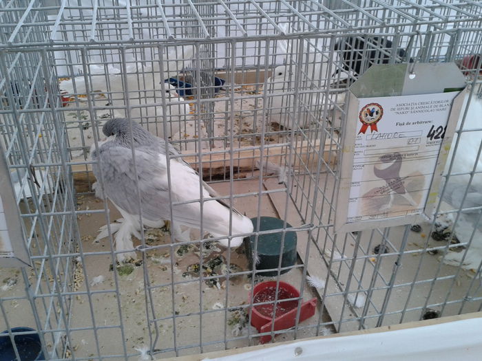 Fotografie0037(1) - 10---expozitie sannicolau mare 07 11 2015