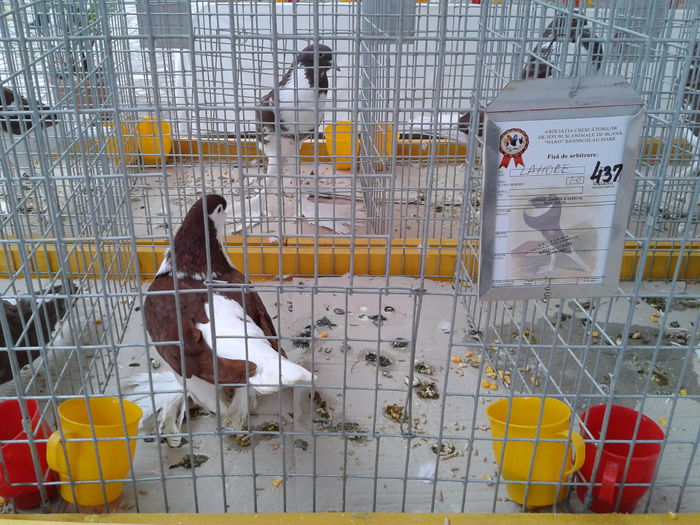 Fotografie0038(1) - 10---expozitie sannicolau mare 07 11 2015