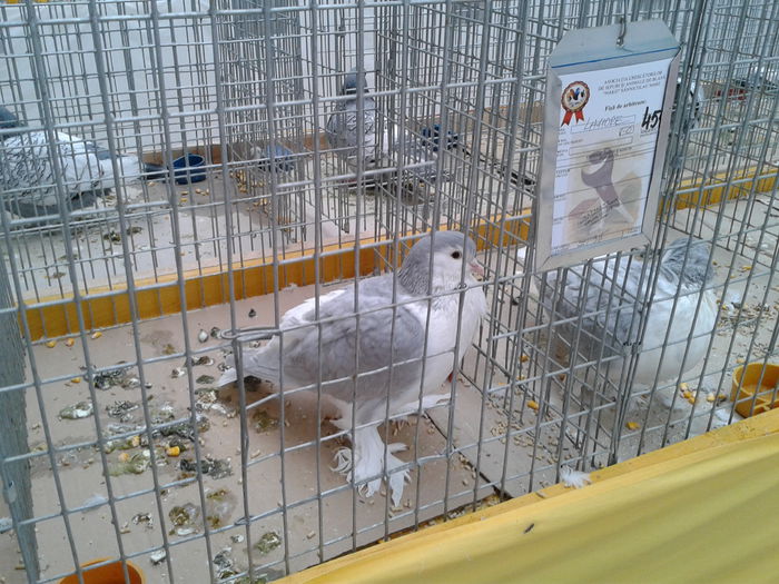 Fotografie0041(1) - 10---expozitie sannicolau mare 07 11 2015