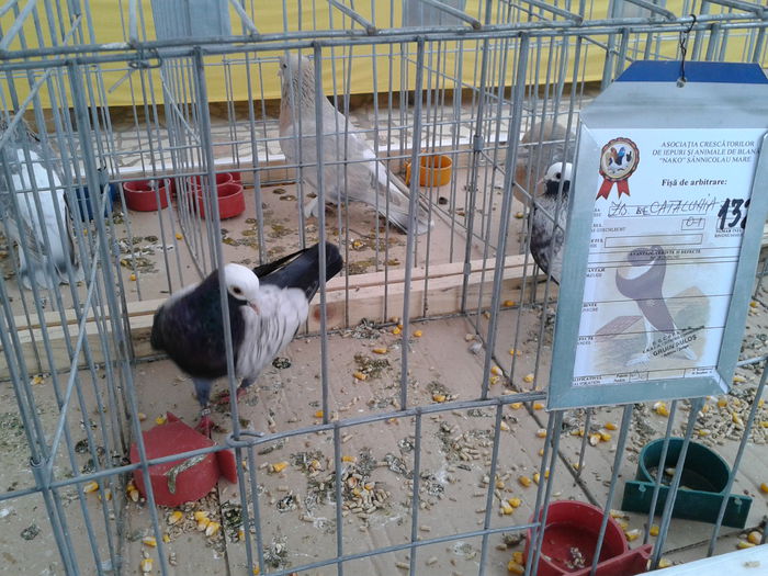 Fotografie0041 - 10---expozitie sannicolau mare 07 11 2015