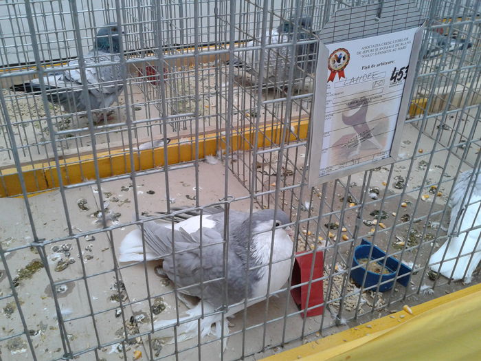 Fotografie0042(1) - 10---expozitie sannicolau mare 07 11 2015