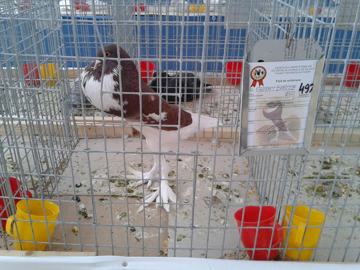 Fotografie0060(1) - 10---expozitie sannicolau mare 07 11 2015