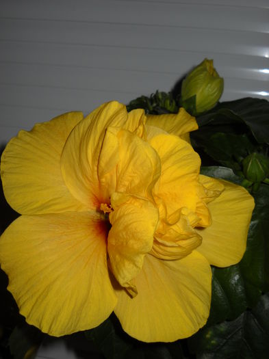 106 - HIBISCUS-2015