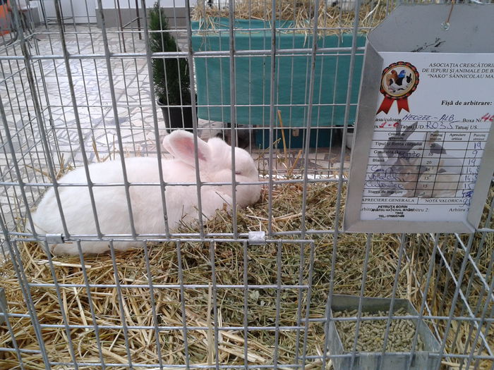 Fotografie0156 - 10---expozitie sannicolau mare 07 11 2015