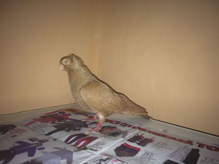 12208159_917316601685915_800786710_n