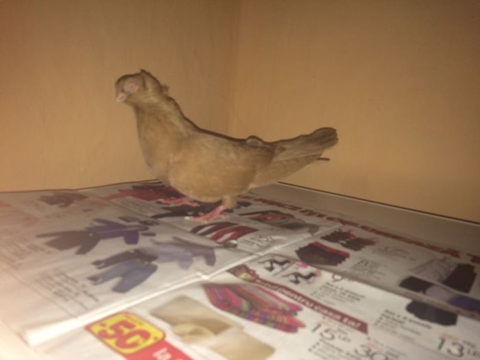 12231511_917316655019243_1824066168_n