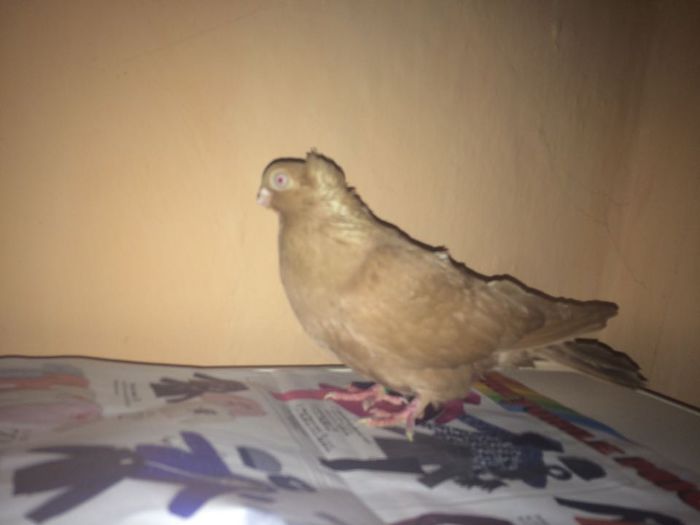 12231529_917316665019242_1333915325_n