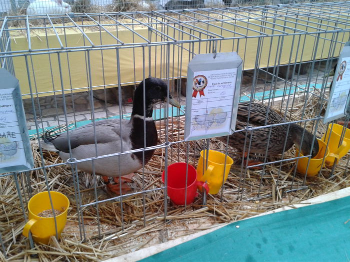 Fotografie0207 - 10---expozitie sannicolau mare 07 11 2015