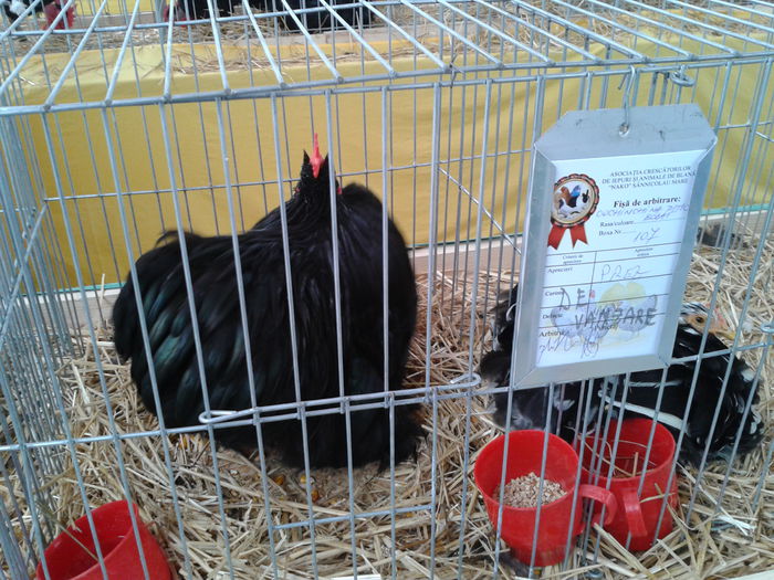 Fotografie0212 - 10---expozitie sannicolau mare 07 11 2015