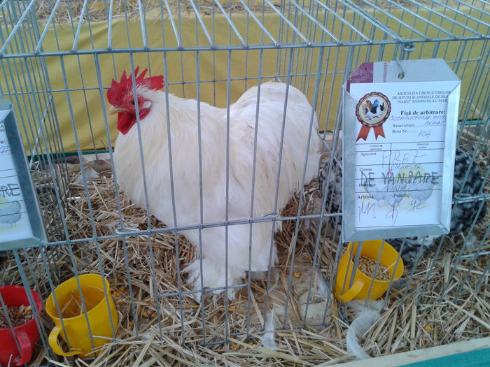 Fotografie0213 - 10---expozitie sannicolau mare 07 11 2015