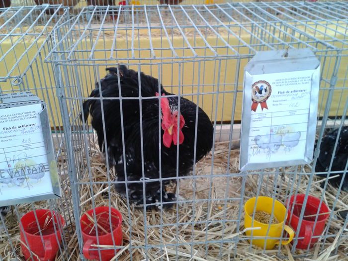 Fotografie0214 - 10---expozitie sannicolau mare 07 11 2015