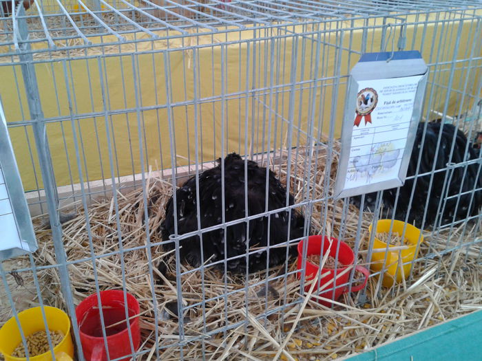 Fotografie0215 - 10---expozitie sannicolau mare 07 11 2015