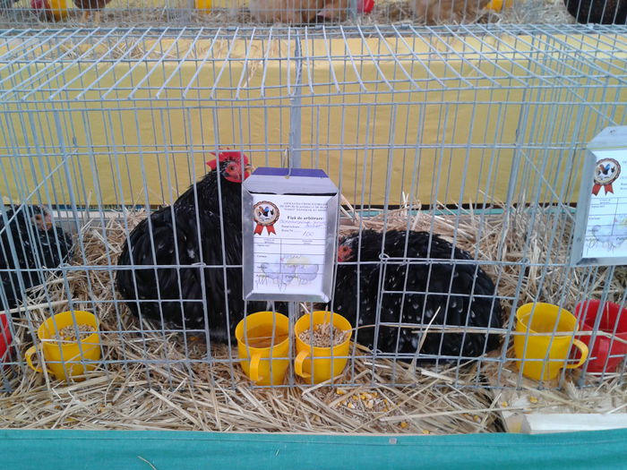 Fotografie0216 - 10---expozitie sannicolau mare 07 11 2015