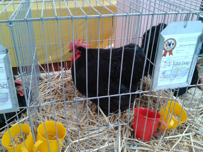 Fotografie0217 - 10---expozitie sannicolau mare 07 11 2015