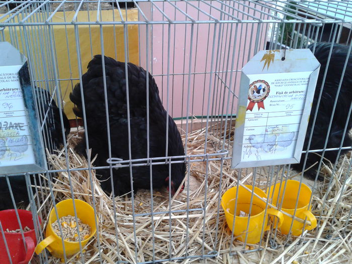 Fotografie0218 - 10---expozitie sannicolau mare 07 11 2015