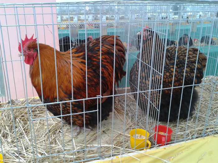 Fotografie0219 - 10---expozitie sannicolau mare 07 11 2015