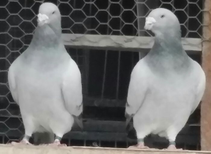 Fratelli vanduti - Porumbei disponibili 2015
