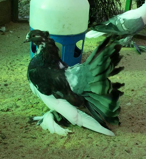 femela 2015 dnu.Nicolae.Caracal.jud.Olt