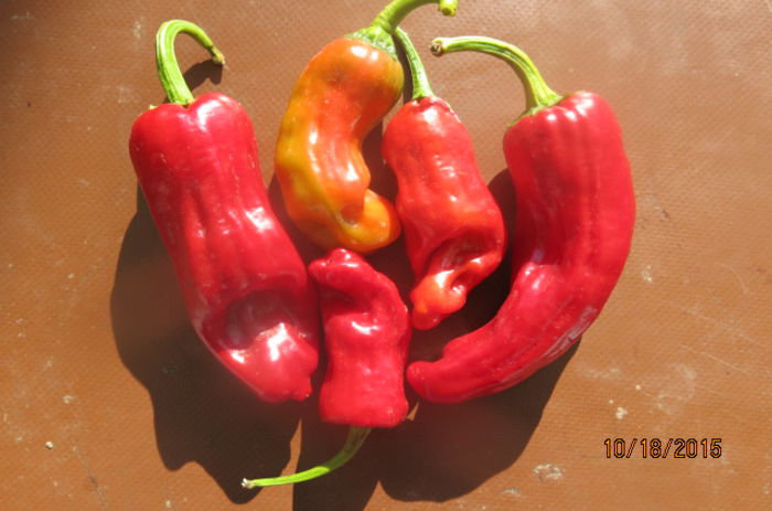 HABANERO DULCE