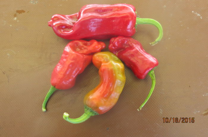 HABANERO DULCE