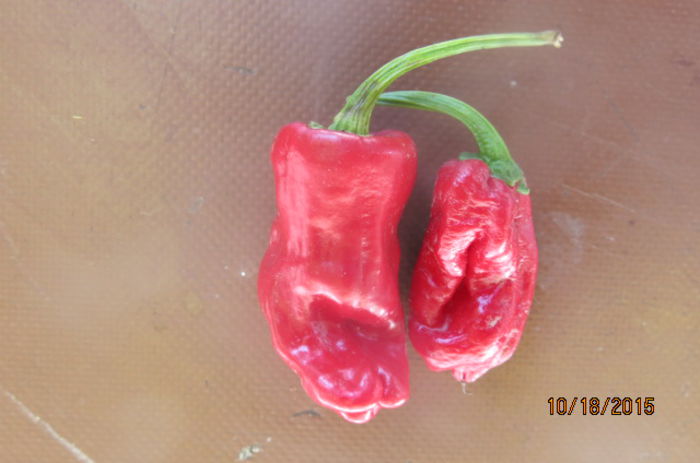 HABANERO DULCE - 03 - ARDEL HABANERO DULCE