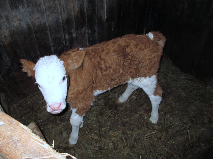 Vitica 2015; din anul 2014&#039;
