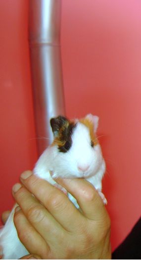 Culio; Pe Culio am cumparat pe 16 sept. 2008 in ziua in care CFR Cluj batea AS Roma le ea acasa cu 2-1 prin golurile marcate de Culio,de aici numele de culio:P A trait cu noi 5 ani:)
