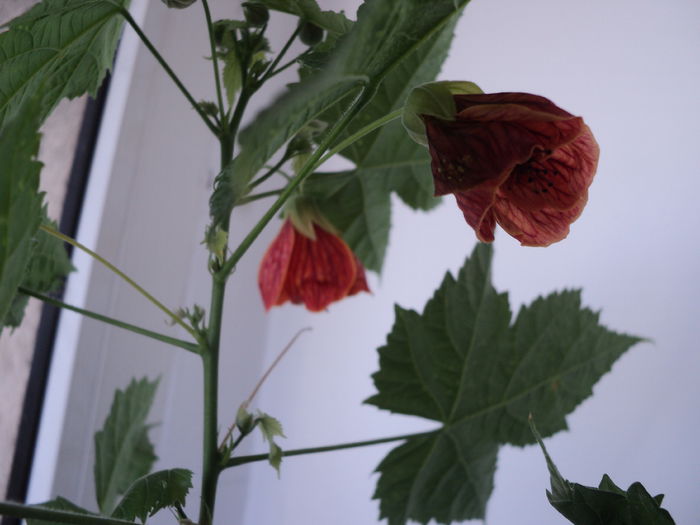 DSC09056 - Abutilon