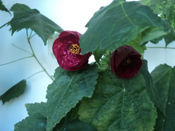 DSC09049 - Abutilon